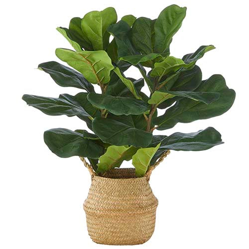 Fiddle Leaf Fig Plant in Basket