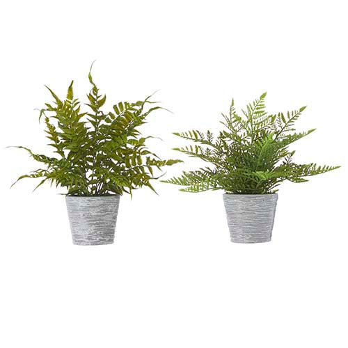 Grey Potted Fern