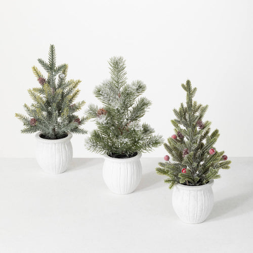 White Potted Pine Tree